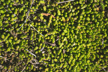 Green sedum plant, top view, selective focus