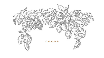 Cocoa border. Graphic vector. Art line plantation