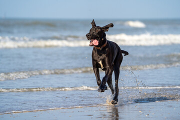 Grate dane dog running in the water and enjoying the sun at the beach. Dog having fun at sea in...
