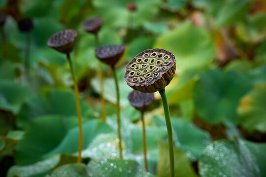 Samenkapsel der Lotospflanze im Teich