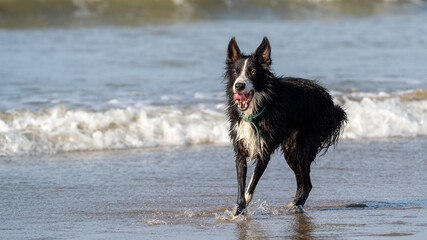Dog running in the water and enjoying the sun at the beach. Dog having fun at sea in summer.