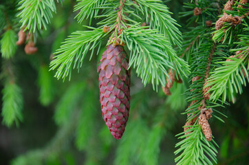 Young Yellow Pine Cones On The Branches