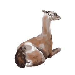 Watercolor alpaca. LLama high quality illustration. Isolated on a white background