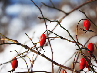 Przemarznięty owoc dzikiej róży