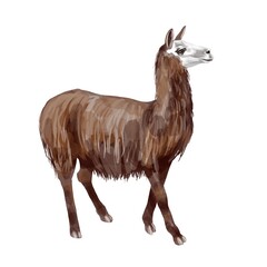 Obraz premium Watercolor alpaca. LLama high quality illustration. Isolated on a white background