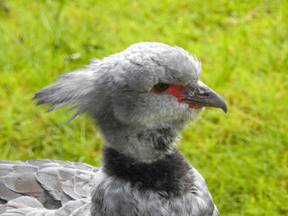 black crowned pigeon