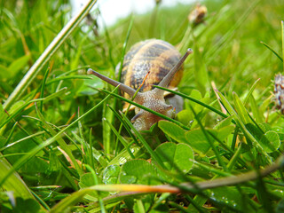 snail on a green leaf