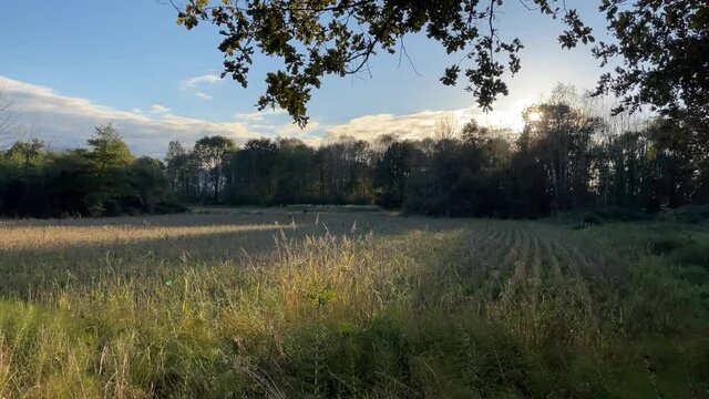 Panaoramic fall landscape 4K with birdsong