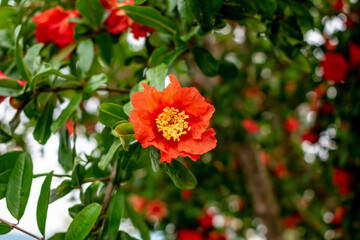 Orange-red pomegranate flower on green foliage background, close-up. Spring summer floral background