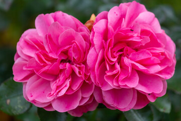 Pink rose on October and an ant