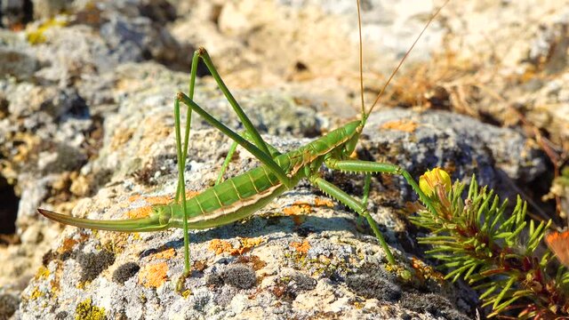 Predatory bush cricket, or the spiked magician (Saga pedo, Orthoptera), largest endangered grasshopper in Europe, Red Book