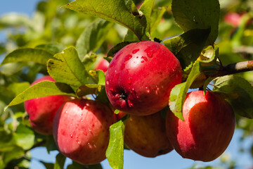 Beautiful red apples with drops of water on an apple tree on a blurred background.