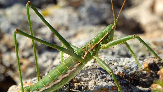 Predatory bush cricket, or the spiked magician (Saga pedo, Orthoptera), largest endangered grasshopper in Europe, Red Book