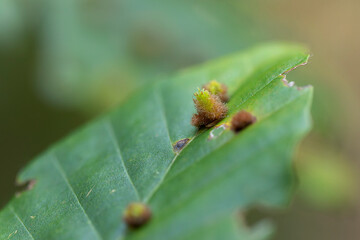 Hairy gall of Gall Midge Hartigiola annulipes on beech leave