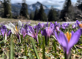 Krokusblüte an den Daffnerwaldalmen