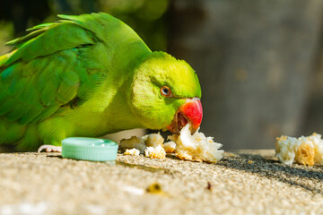 Kramer's Parakeet (Psittacula krameri), green with reddish beak eating bread in the wild.
