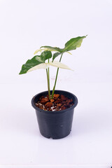 Syngonium podophyllum on white background , house plant