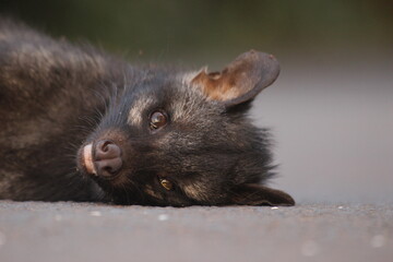 ROADKILLED - PALM CIVET