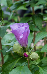 closeup of a purple blossom Hibiscus syriacus Flower