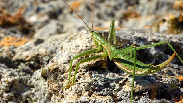 Predatory bush cricket, or the spiked magician (Saga pedo, Orthoptera), largest endangered grasshopper in Europe, Red Book