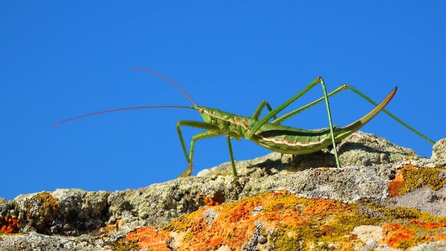 Predatory bush cricket, or the spiked magician (Saga pedo, Orthoptera), largest endangered grasshopper in Europe, Red Book