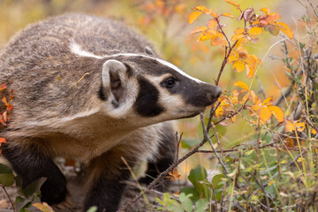 Badger in Autumn in Wyoming