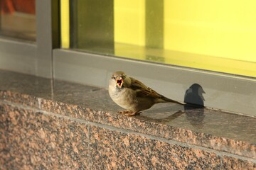 sparrow a city dweller confidently and loudly chirps