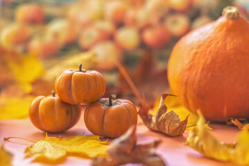 Naklejka na ściany i meble Autumn still life . Fallen maple leaves and orange pumpkins. Autumn harvest.