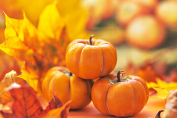 Autumn still life . Fallen maple leaves and orange pumpkins. Autumn harvest.