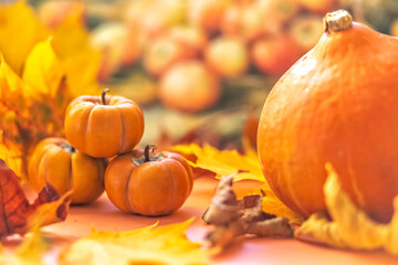 Naklejka na ściany i meble Autumn still life . Fallen maple leaves and orange pumpkins. Autumn harvest.