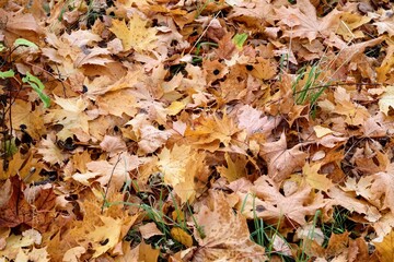 autumn leaves background