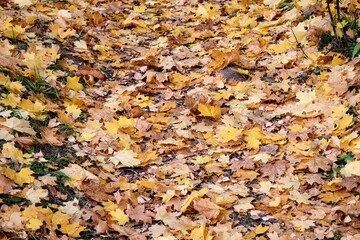background of leaves