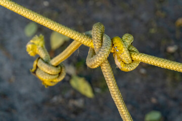 Survival of the Tied Knot nature experience with rope
