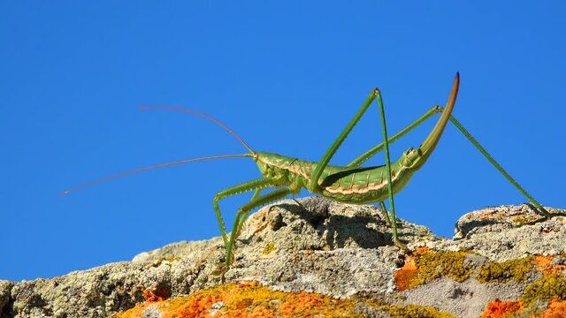 Predatory bush cricket, or the spiked magician (Saga pedo, Orthoptera), largest endangered grasshopper in Europe, Red Book