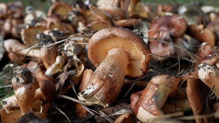 mushrooms in the forest
