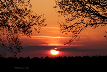 sunset through trees