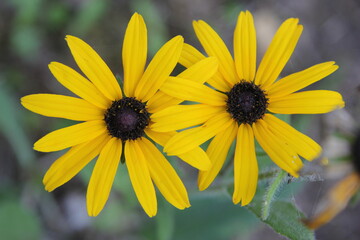 two rudbeckia flowers in close-up with woven petals
