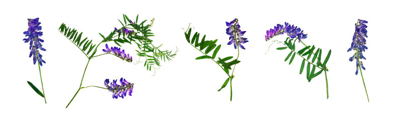 Mouse peas Perennial herbaceous plant dried flowers herbarium on a white background purple wildflowers 