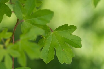 Fototapeta na wymiar oak leaf