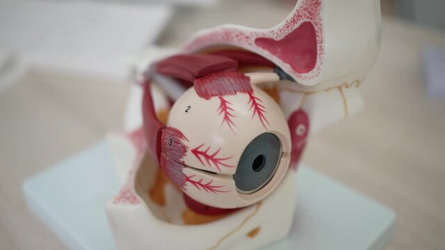 Anatomical model of the eyeball in the ophthalmologist's office 