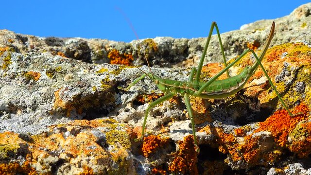 Predatory bush cricket, or the spiked magician (Saga pedo, Orthoptera), largest endangered grasshopper in Europe, Red Book