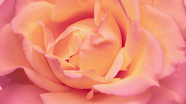 Beautiful fresh pink rose opening, close up. Spa concept. Wedding, Birthday, Valentines day, Mothers day concept. Congratulation banner