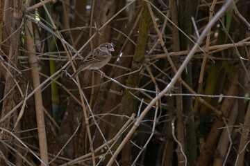gray sparrow in the grass