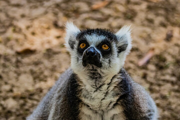 Naklejka na ściany i meble portrait of a ring tailed lemur
