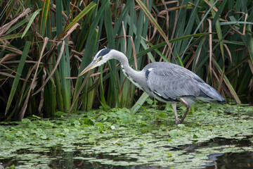 Grey Heron in shallow pond