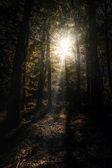 Ambient light through the trees in the autumn forest