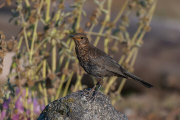 Fototapeta premium Common Blackbird (Turdus merula) perched on a rock
