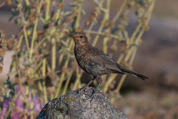Common Blackbird (Turdus merula) perched on a rock