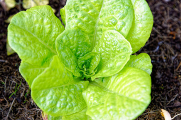 Little Gem Romaine Lettuce in a garden