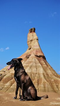 Perro en Las Bardenas Reales, Parque Nacional, Navarra. Espa&ntilde;a